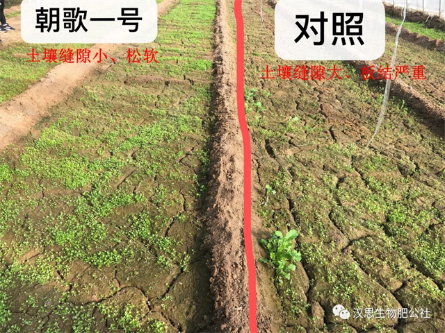 意外驚喜，《朝歌一號(hào)》不光解決西紅柿陰陽(yáng)臉，還能能讓土壤踩上去軟軟的！